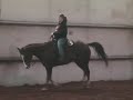 APHA PtHA Gelding Show Horse For Sale