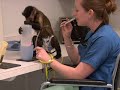 http://monkeyhelpers.org/Helping Hands: Monkey Helpers for the Disabled is a national nonprofit serving quadriplegic and other people with severe spinal cord injuries or mobility-impairments by providing highly trained monkeys to assist with daily activities.We raise and train these monkeys to act as live-in companions who, over the course of 20-30 years, will provide the gifts of independence, companionship, dignity and hope to the people they help.
