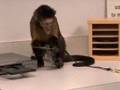 Monkey College