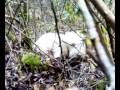 videos de 21112008028