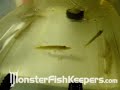 northern pike feeding by neoprodigy - monsterfishkeepers.com
