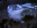 Toadies: Possum Kingdom