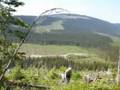 videos de Tree Planting in the Okananagan