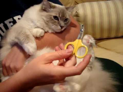 Tips for Clipping Cat Nails 0 Tips for Clipping Cat Nails