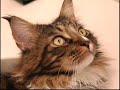Maine Coon Tricks - Shaking Hands Maine Coon Tricks - Shaking Hands
