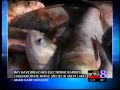 Asian-carp-may-have-