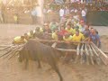capeia arraiana nos foios