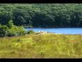 videos de Snap, Junior Hunt Test, 08/17/08