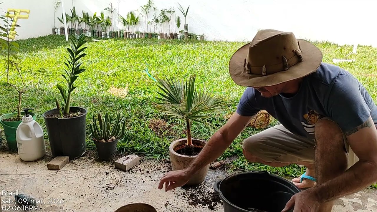 Dando um trato na palmeira Washingtonia