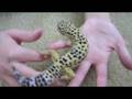 My Reptiles, All of Them! Part 1
