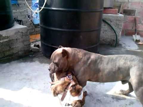 pitbull