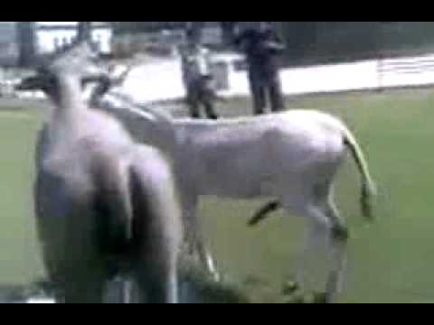 زب حصان