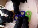 Bernese puppies say: Yum-yum!