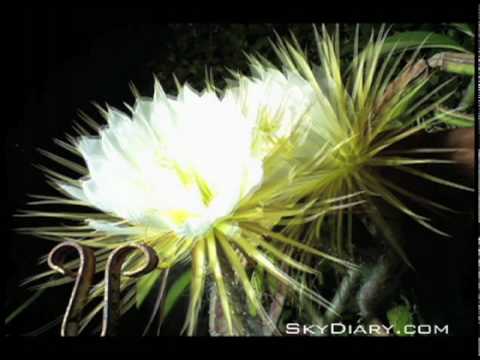 how to care for night blooming cereus