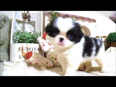 YouTube Preview Image