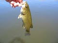 Owens River smallmouth bass