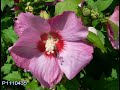 Demen Flower Gardens Demen Flower Gardens