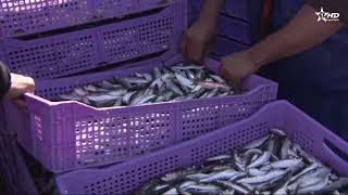 أكادير استئناف نشاط الصيد البحري بعد انقضاء فترة الراحة البيولوجية