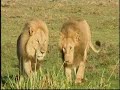 video-of-lions.html