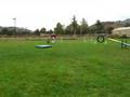 Xoloitzcuintle Agility!