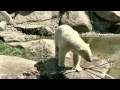 Tierpark Hellabrunn München im Mai 2011. Eisbären. Video