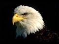 alas de aguila Luis campos