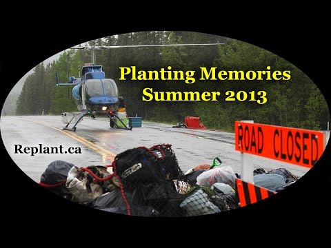 how to transplant snow in summer