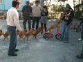 Pes na bicykli
