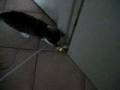 videos de MVI_2198.AVI