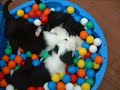 Racy Rascals - Chronicle of our first Bobtail puppies part 2