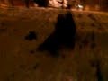 MOV00247,,
