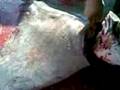 videos de salahi.3gp