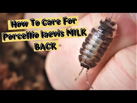 YouTube reptile video