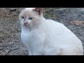 chat white.mov