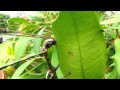Goliath Stick Insect - 29 Dec 1.mp4