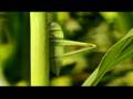Corto Pixar 2 View Video
