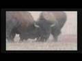 Protect the Wild Bison of Yellowstone and Montana