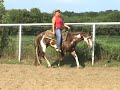 Absoloot Jack 2006 paint colt Absoloot Jack 2006 paint colt