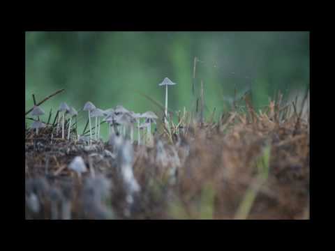 kvertrees - One hour of early morning footage of mushrooms growing. Notice the mites running up and down the talk stalk of hay.