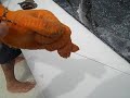 Barracuda!