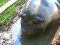 See Video