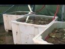 videos de Scallop Diving in Norway