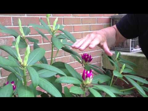 how to care for rhododendron bushes