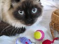 Chat Missie