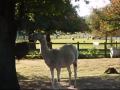 Day out to Whipsnade Zoo!