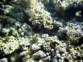 Outerside Blue Hole Dahab
