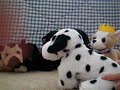 Webkinz World News Exclusive Webkinz Adventure Interview