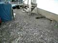 videos de wolf hybrid howling