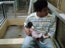 MY PUPPIES MY PUPPIES
