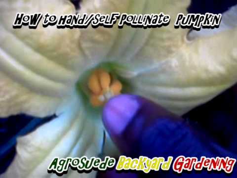 how to self pollinate